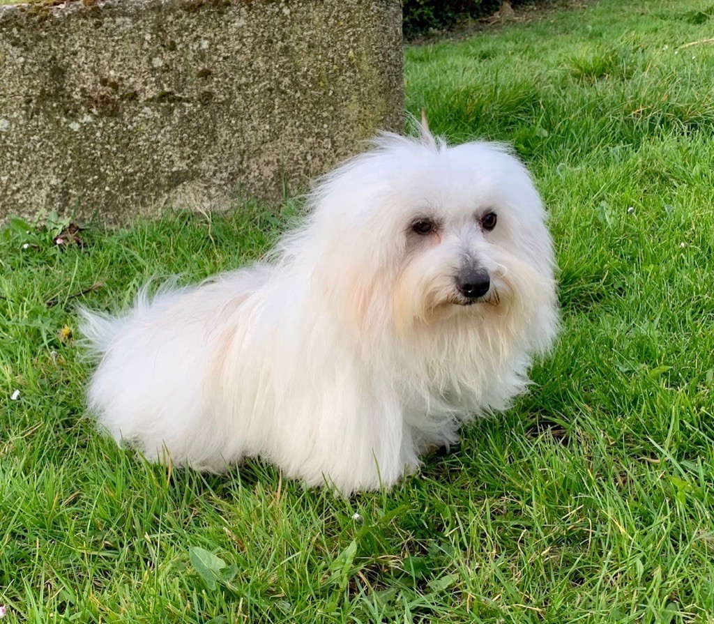 Les Coton de Tulear de l'affixe Des Sentiers du Perche