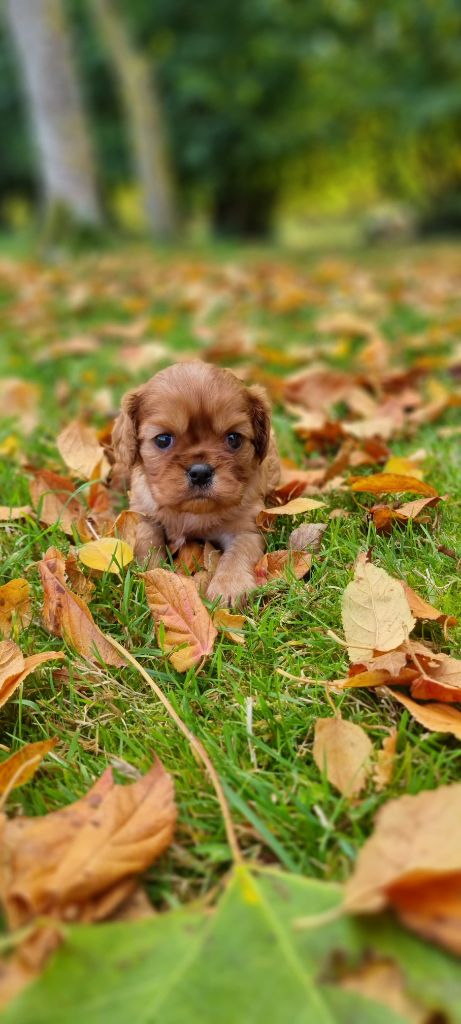 Des Sentiers du Perche - Femelle Cavalier King Charles Ruby