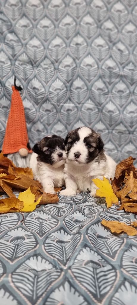 Des Sentiers du Perche - Chiot disponible  - Coton de Tulear