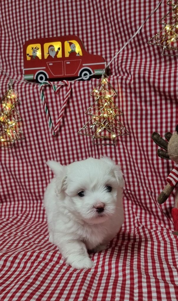 chiot Coton de Tulear Des Sentiers du Perche