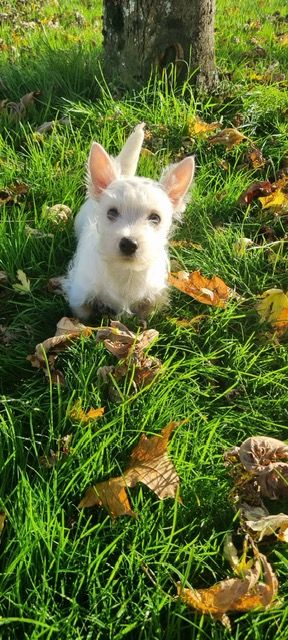 Des Sentiers du Perche - Chiot disponible  - West Highland White Terrier