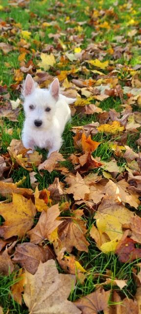 Des Sentiers du Perche - Chiot disponible  - West Highland White Terrier