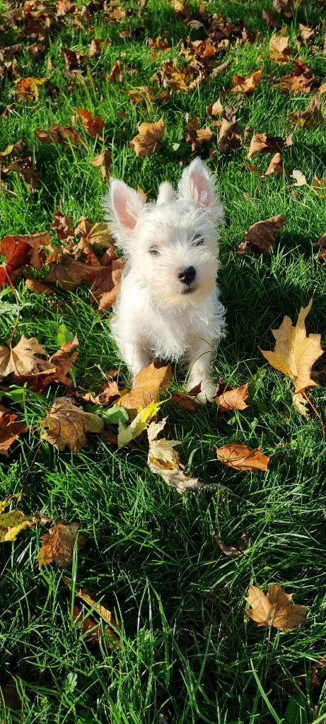 Des Sentiers du Perche - Chiot disponible  - West Highland White Terrier