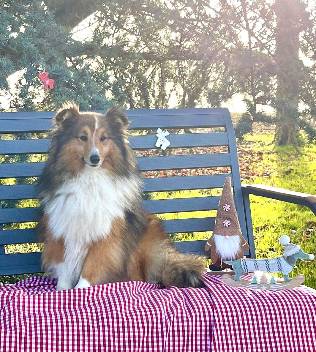 Twist gold du Cèdre Enchanté