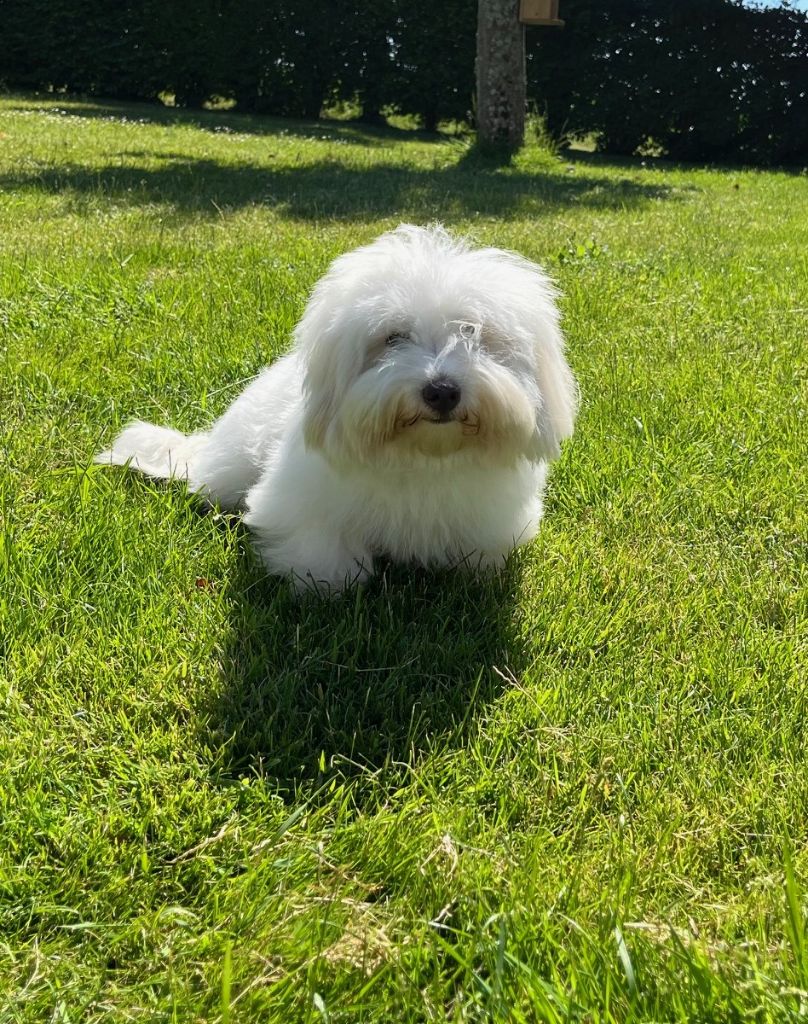 Uguette Des Sentiers du Perche