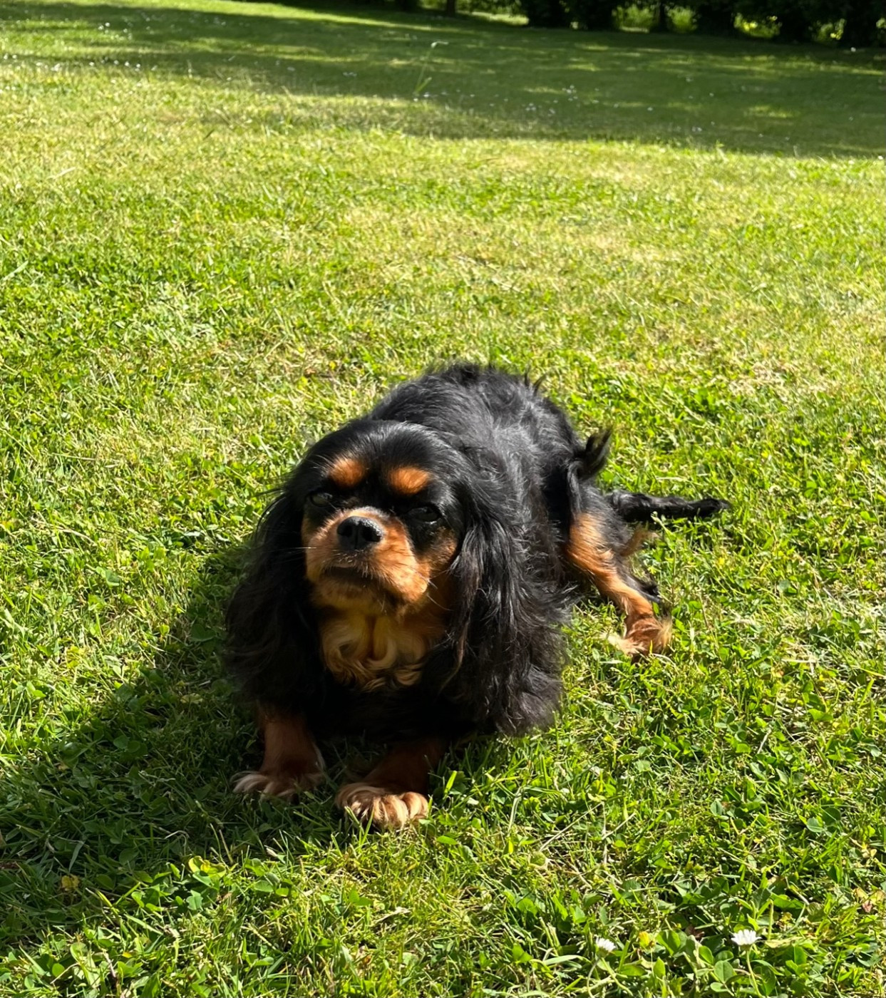 Scarlett Des Sentiers du Perche
