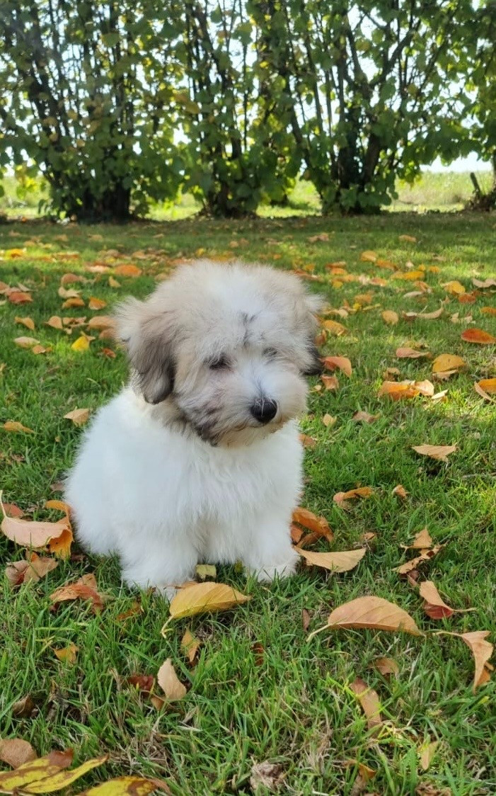 Coton de Tuléar disponibles