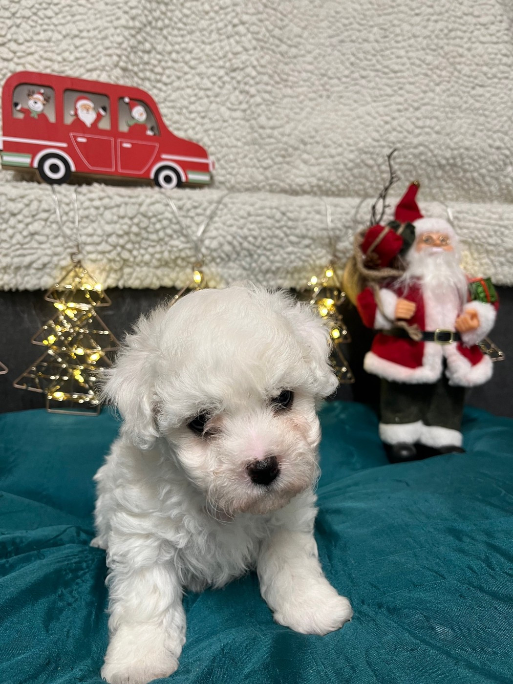 Femelle disponible à la réservation