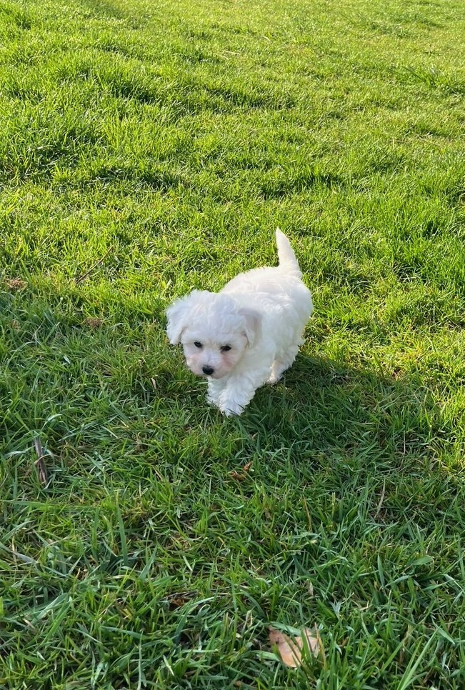 Réservation femelle Bichon Frisé