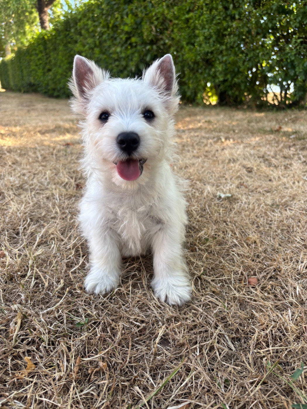 Nos bébés Westie grandissent bien !!