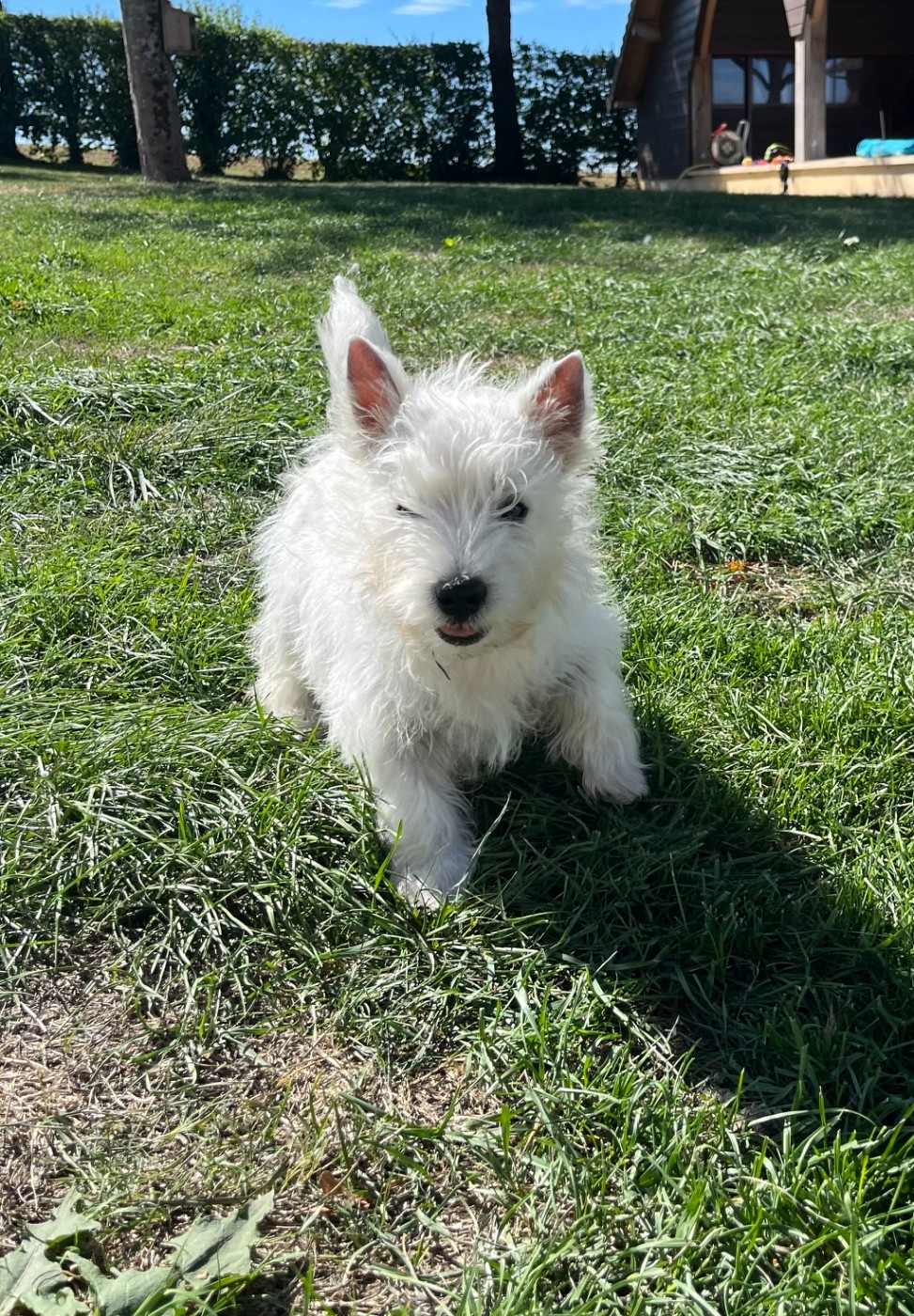 Westie disponible