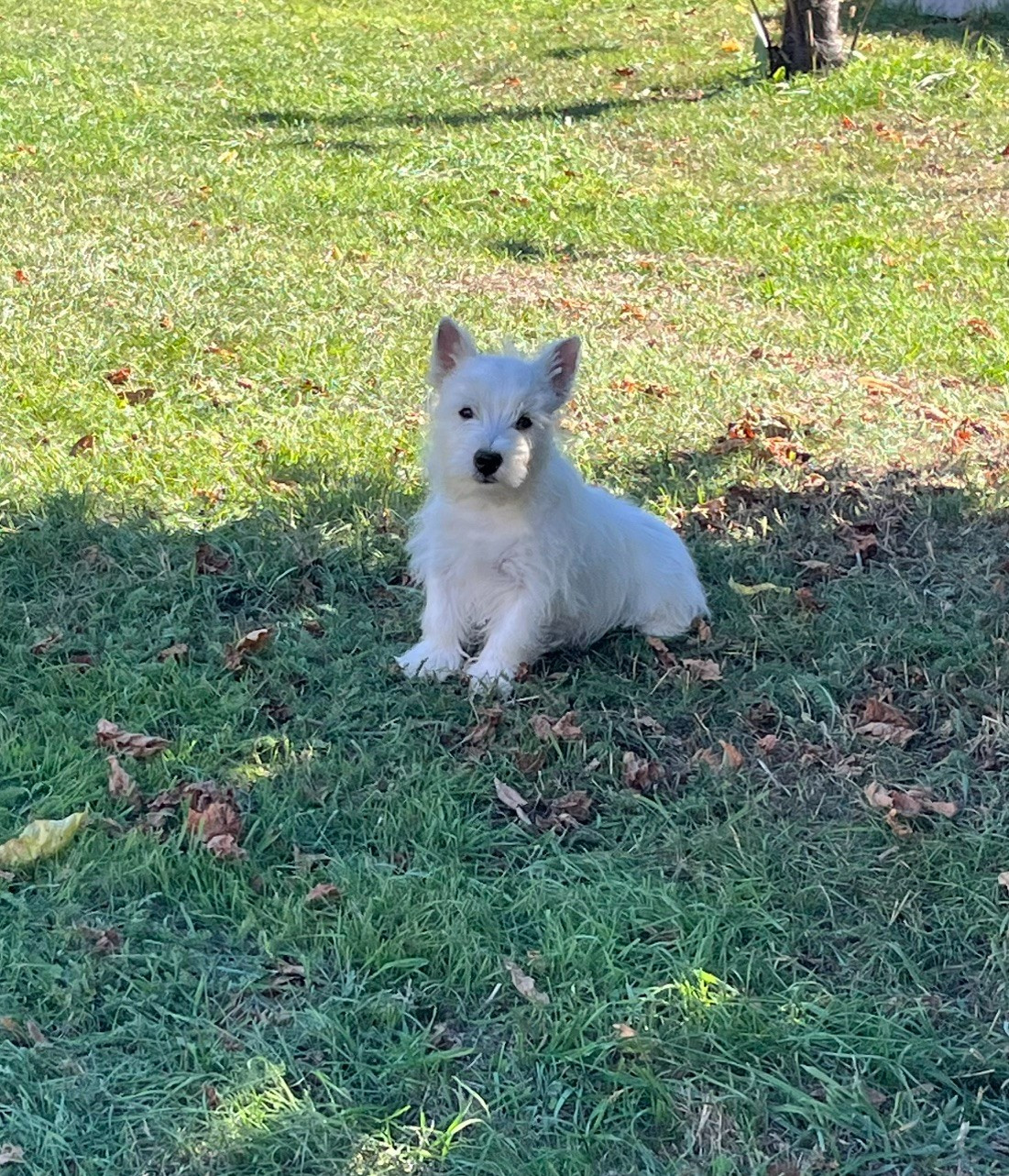Westie disponible