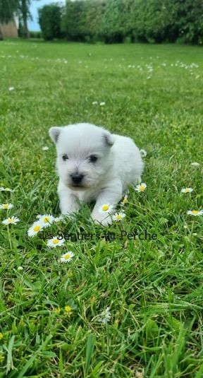 Westie disponible à la réservation