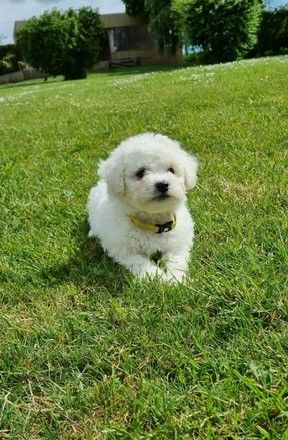 Réservation Bichon Frisé