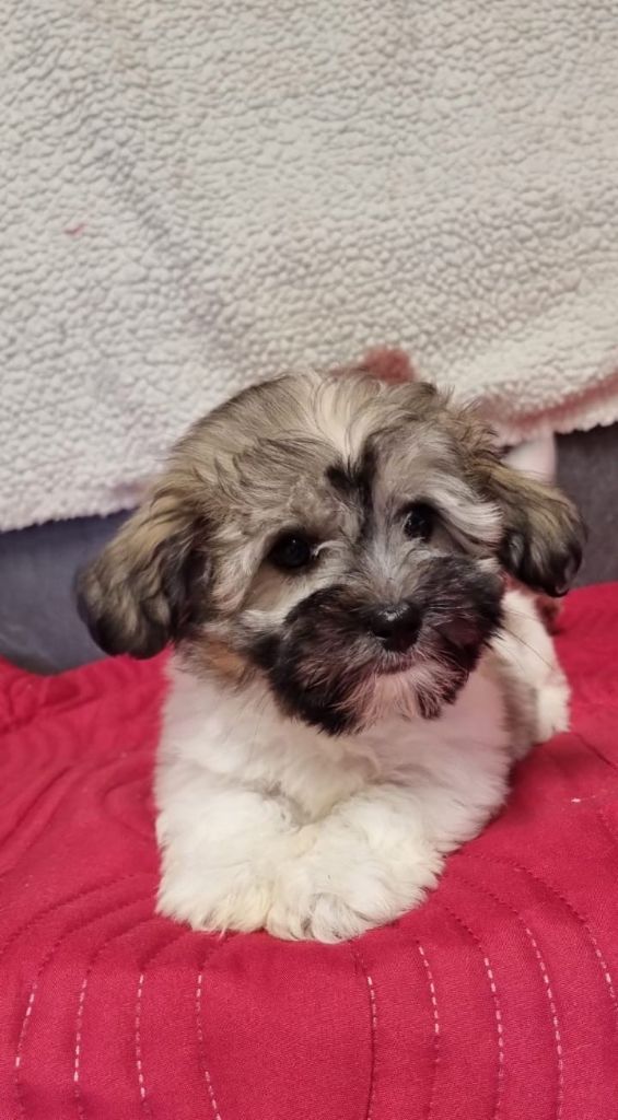 Des Sentiers du Perche - Chiots disponibles - Coton de Tulear