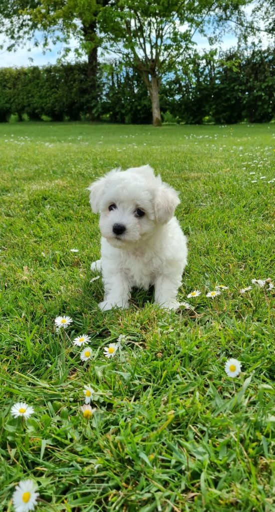 Des Sentiers du Perche - Chiots disponibles - Bichon Frise