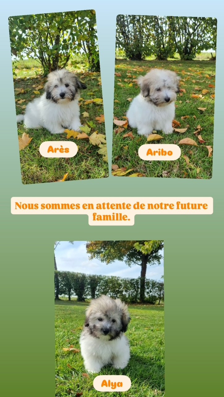 Chiot Coton de Tulear Des Sentiers du Perche