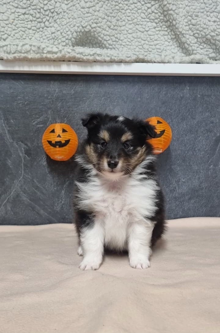 Des Sentiers du Perche - Chiots disponibles - Shetland Sheepdog