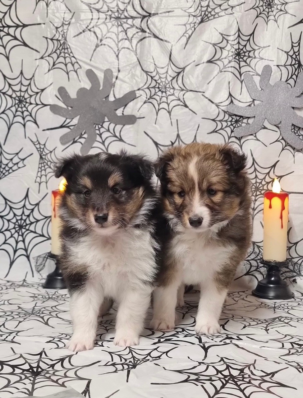 Chiot Shetland Sheepdog Des Sentiers du Perche