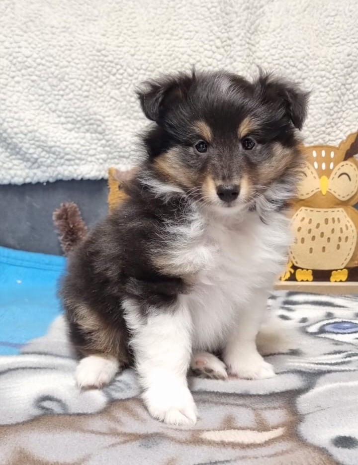 Des Sentiers du Perche - Chiots disponibles - Shetland Sheepdog