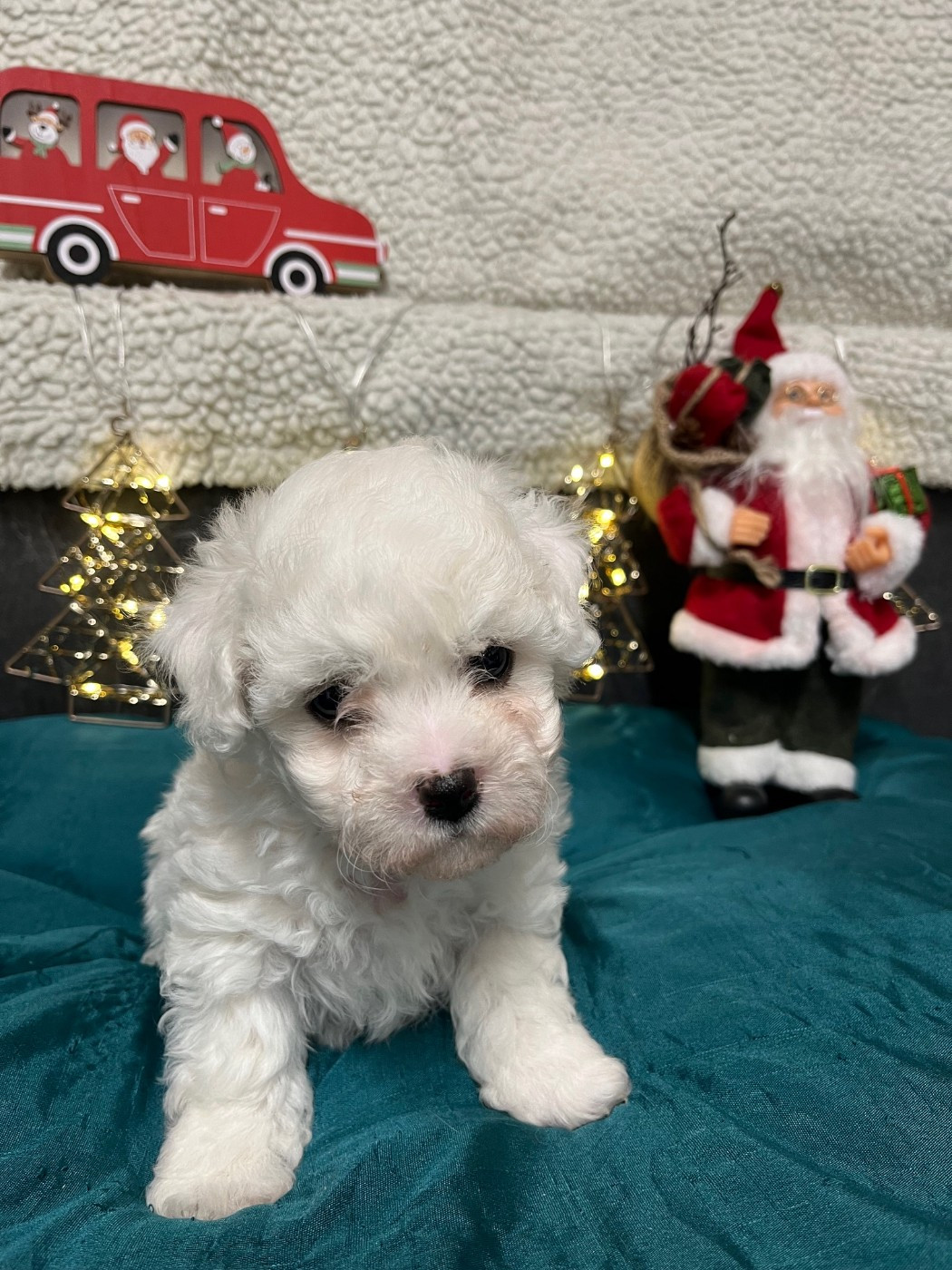 Des Sentiers du Perche - Chiots disponibles - Bichon Frise