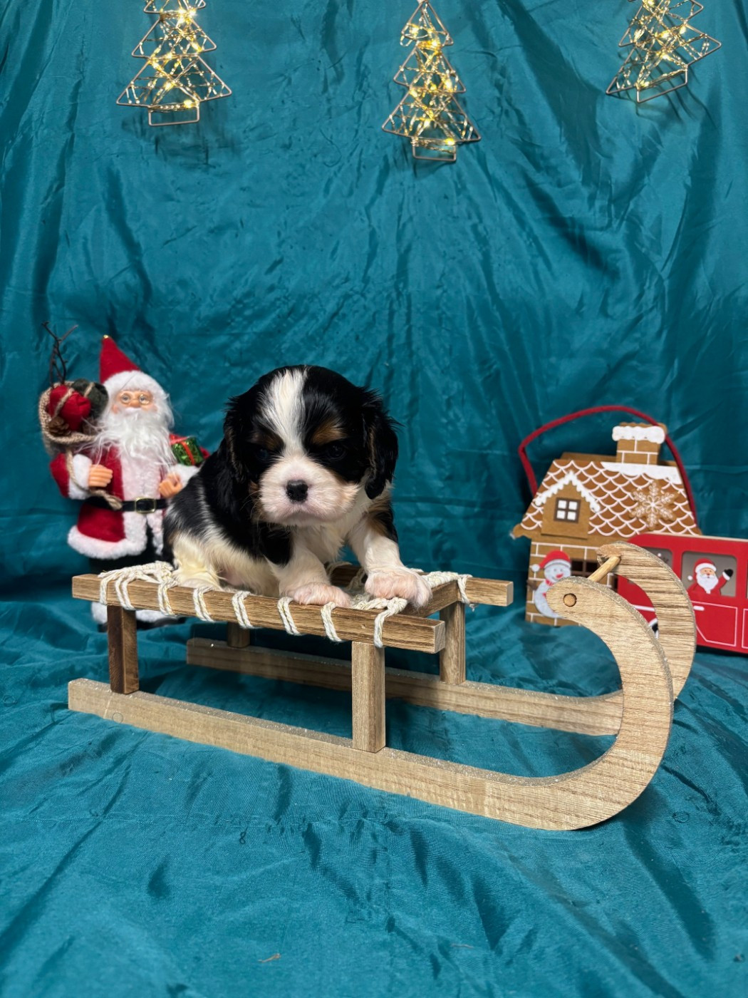 Des Sentiers du Perche - Chiots disponibles - Cavalier King Charles Spaniel