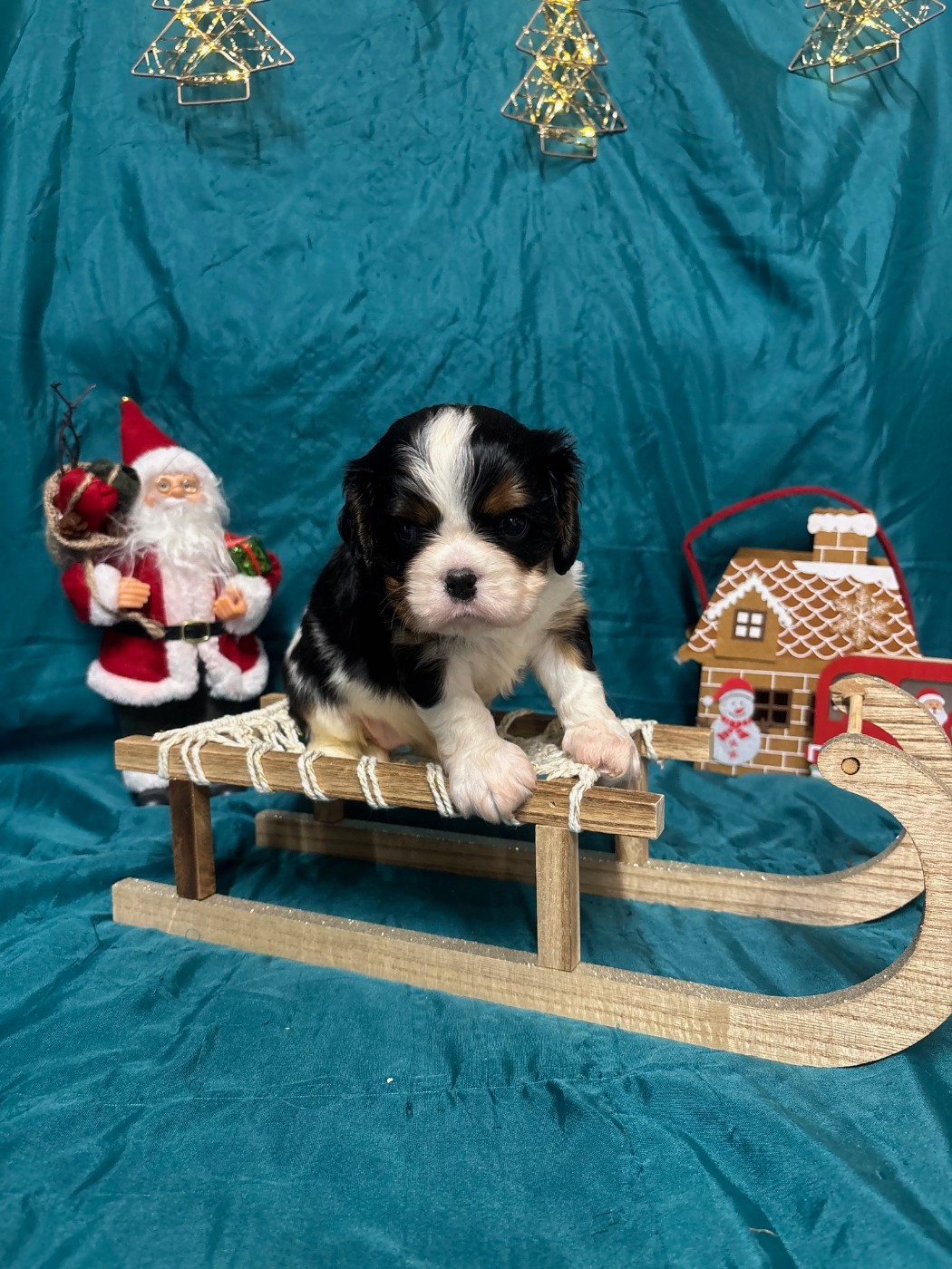 Des Sentiers du Perche - Cavalier King Charles Spaniel - Portée née le 31/10/2025