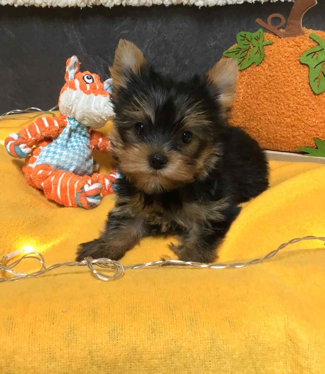 Des Sentiers du Perche - Yorkshire Terrier - Portée née le 18/10/2025