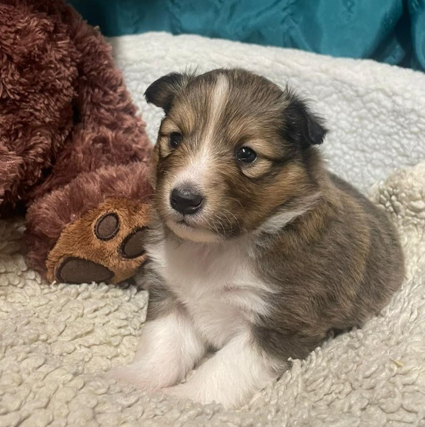Chiot Shetland Sheepdog Des Sentiers du Perche