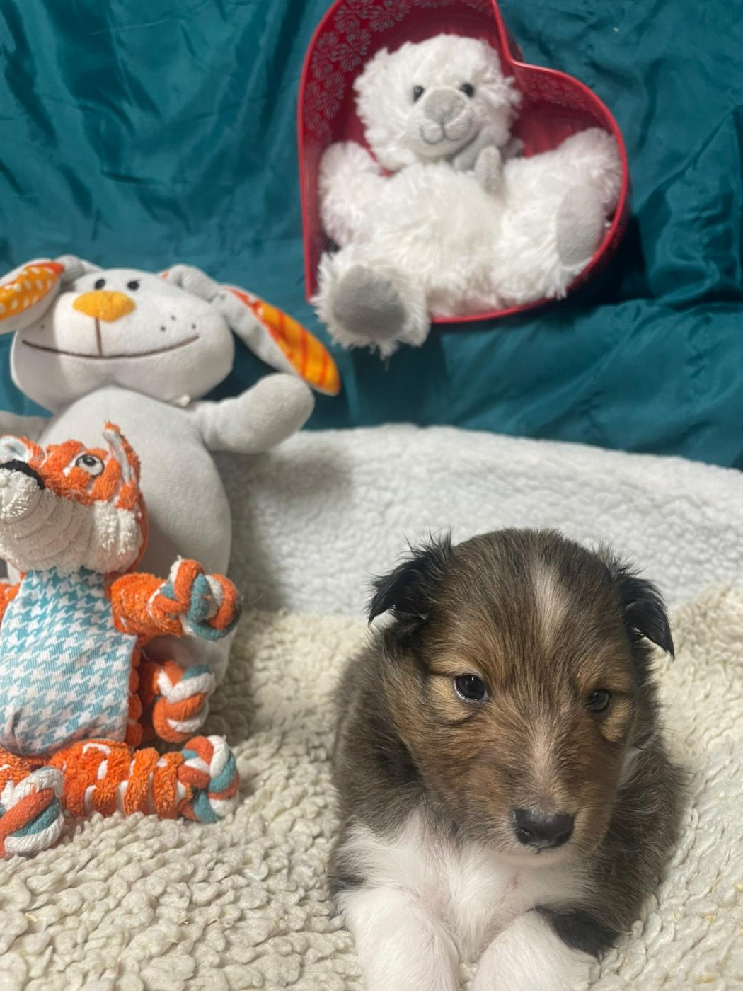 Des Sentiers du Perche - Chiots disponibles - Shetland Sheepdog