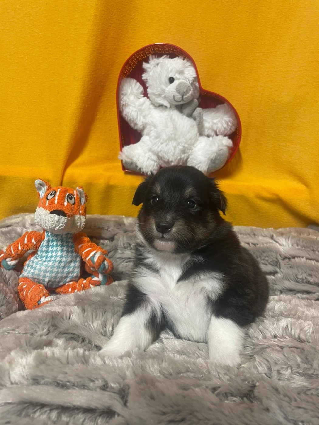 Des Sentiers du Perche - Chiots disponibles - Shetland Sheepdog