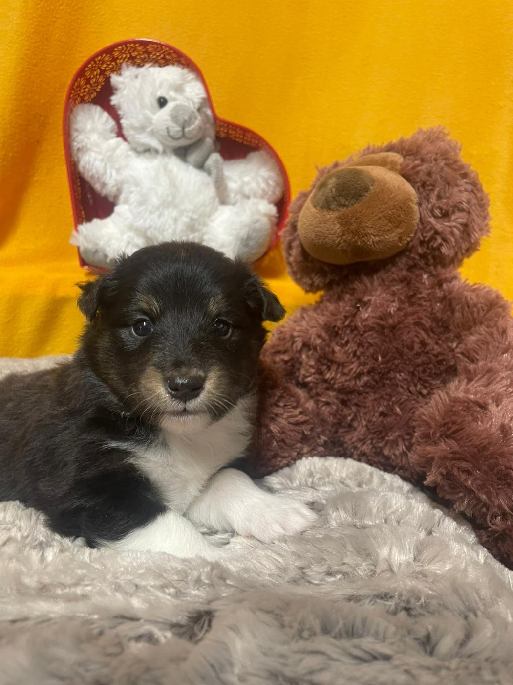 Des Sentiers du Perche - Chiots disponibles - Shetland Sheepdog