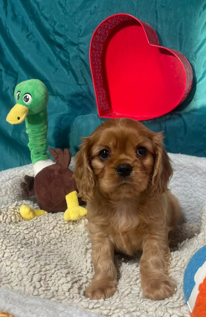 Des Sentiers du Perche - Chiots disponibles - Cavalier King Charles Spaniel