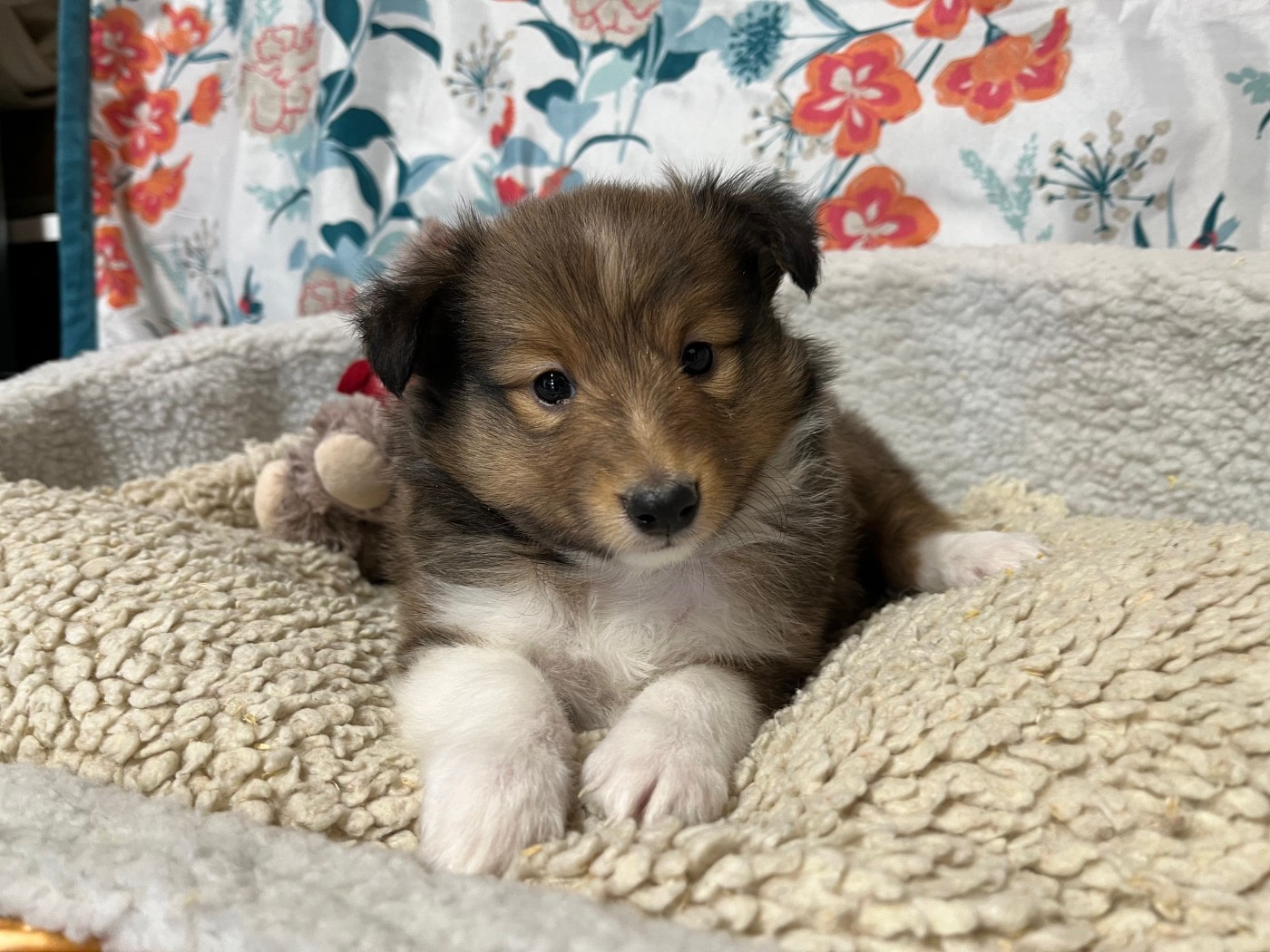 Des Sentiers du Perche - Chiots disponibles - Shetland Sheepdog