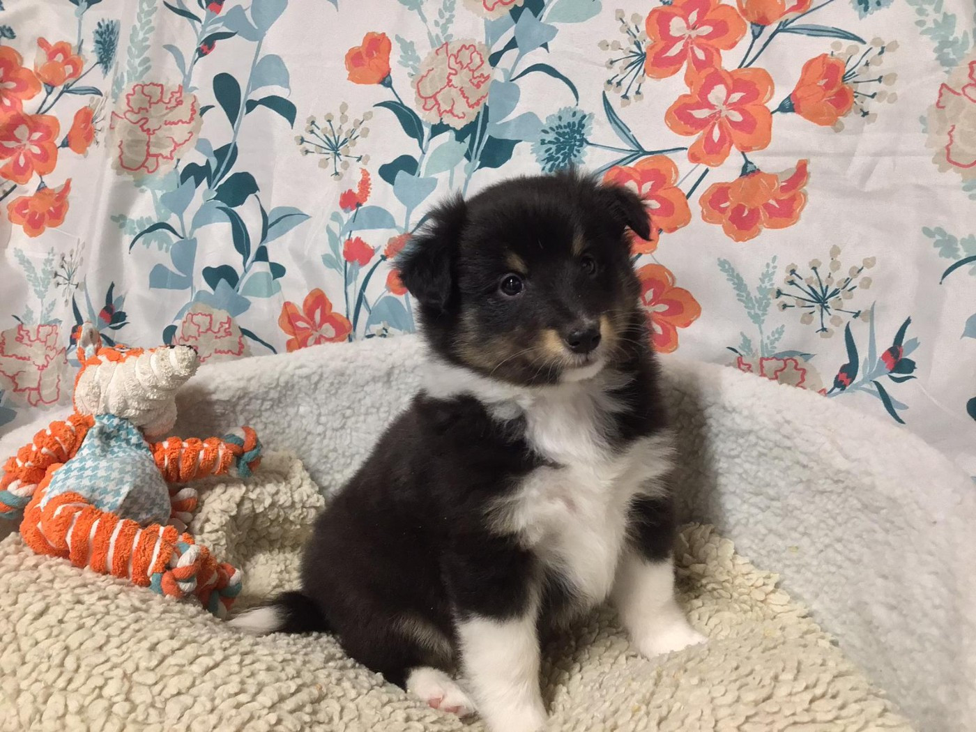 Des Sentiers du Perche - Chiots disponibles - Shetland Sheepdog