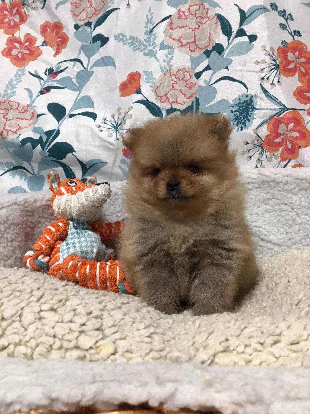 Des Sentiers du Perche - Chiots disponibles - Spitz allemand