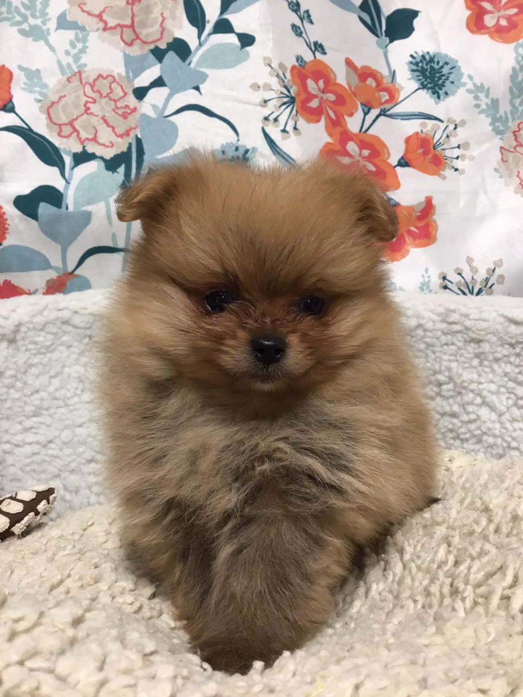 Des Sentiers du Perche - Chiots disponibles - Spitz allemand