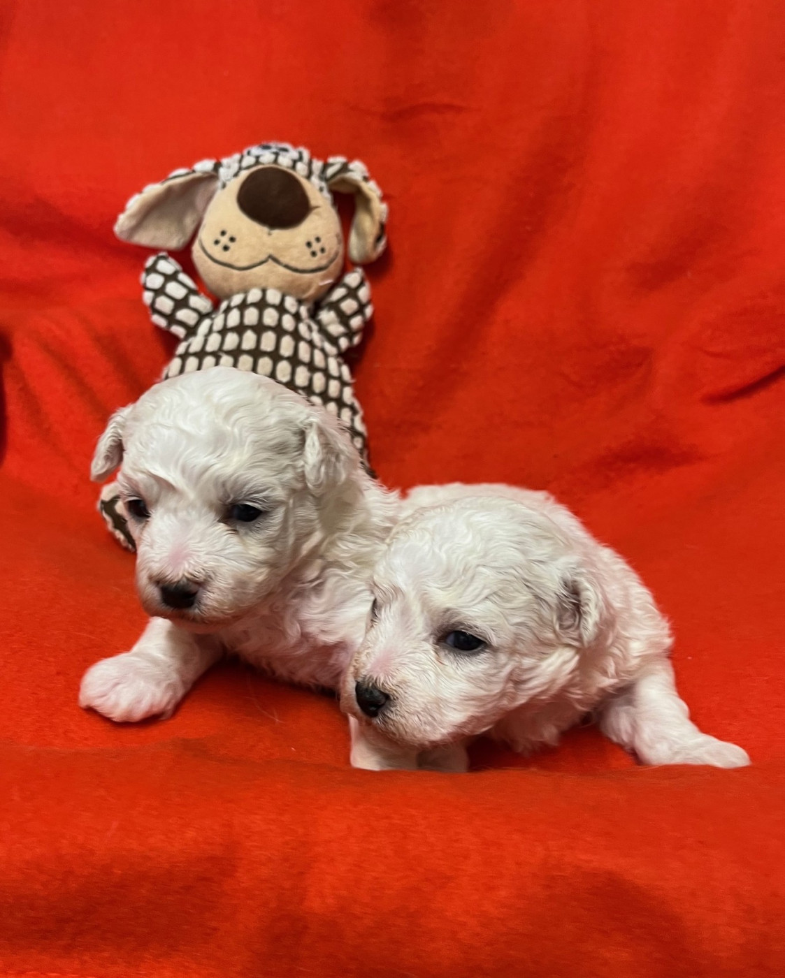 Chiot Bichon Frise Des Sentiers du Perche