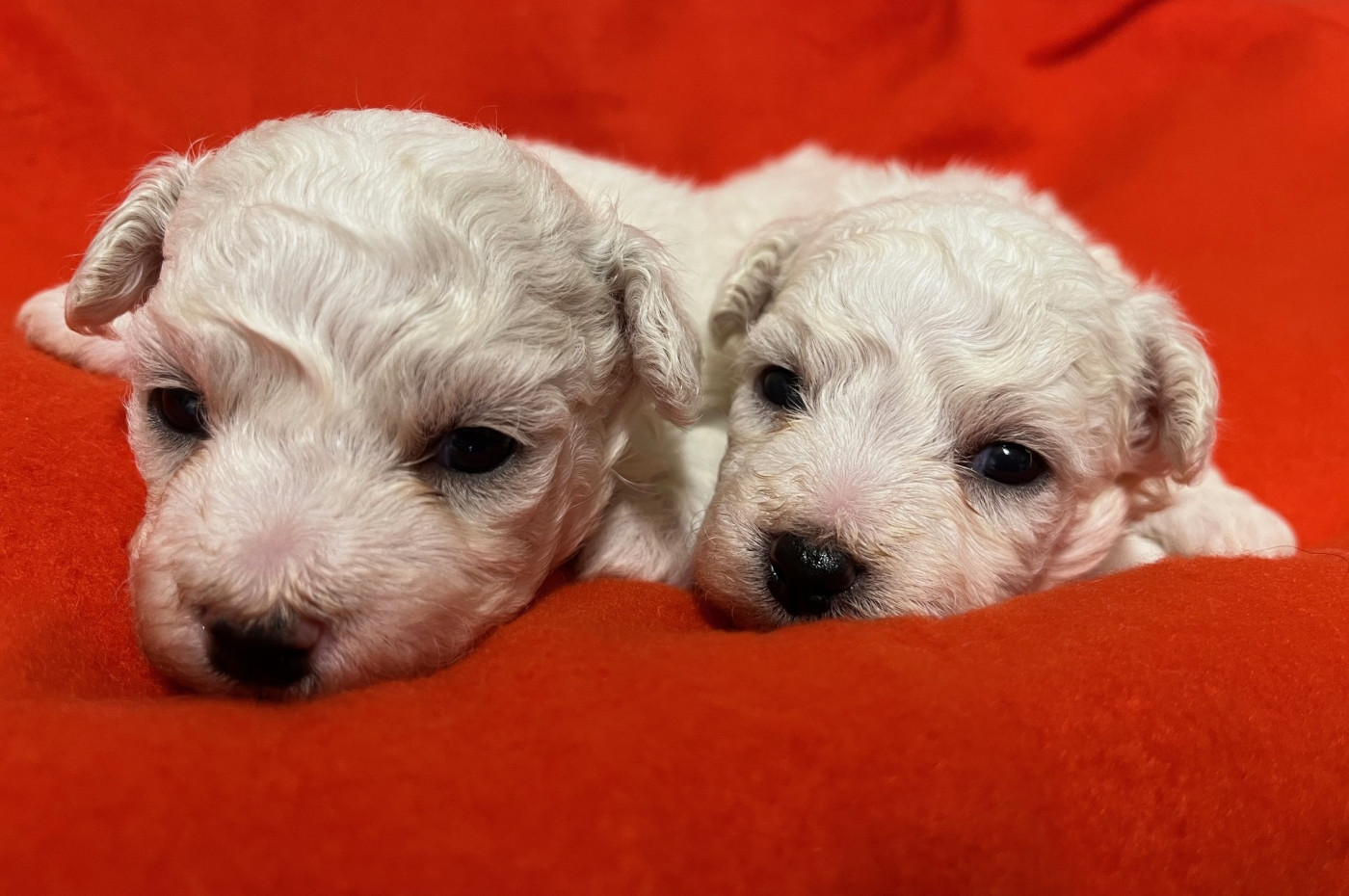 Des Sentiers du Perche - Chiots disponibles - Bichon Frise