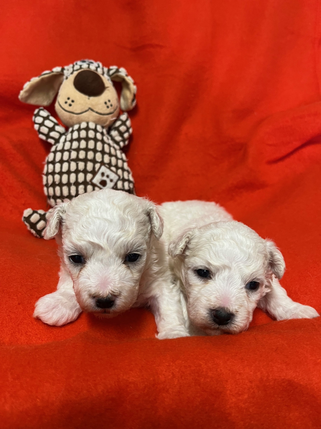 Des Sentiers du Perche - Chiots disponibles - Bichon Frise