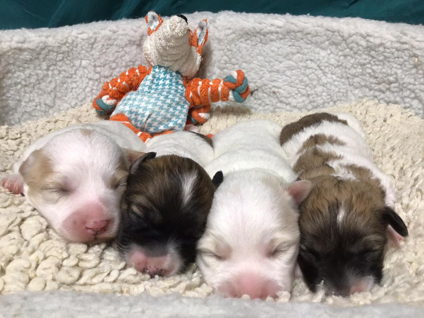 Chiot Coton de Tulear Des Sentiers du Perche