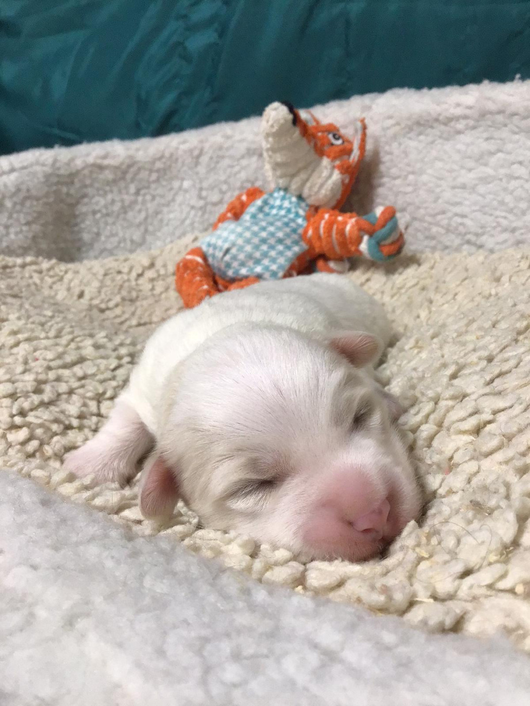 Des Sentiers du Perche - Chiots disponibles - Coton de Tulear