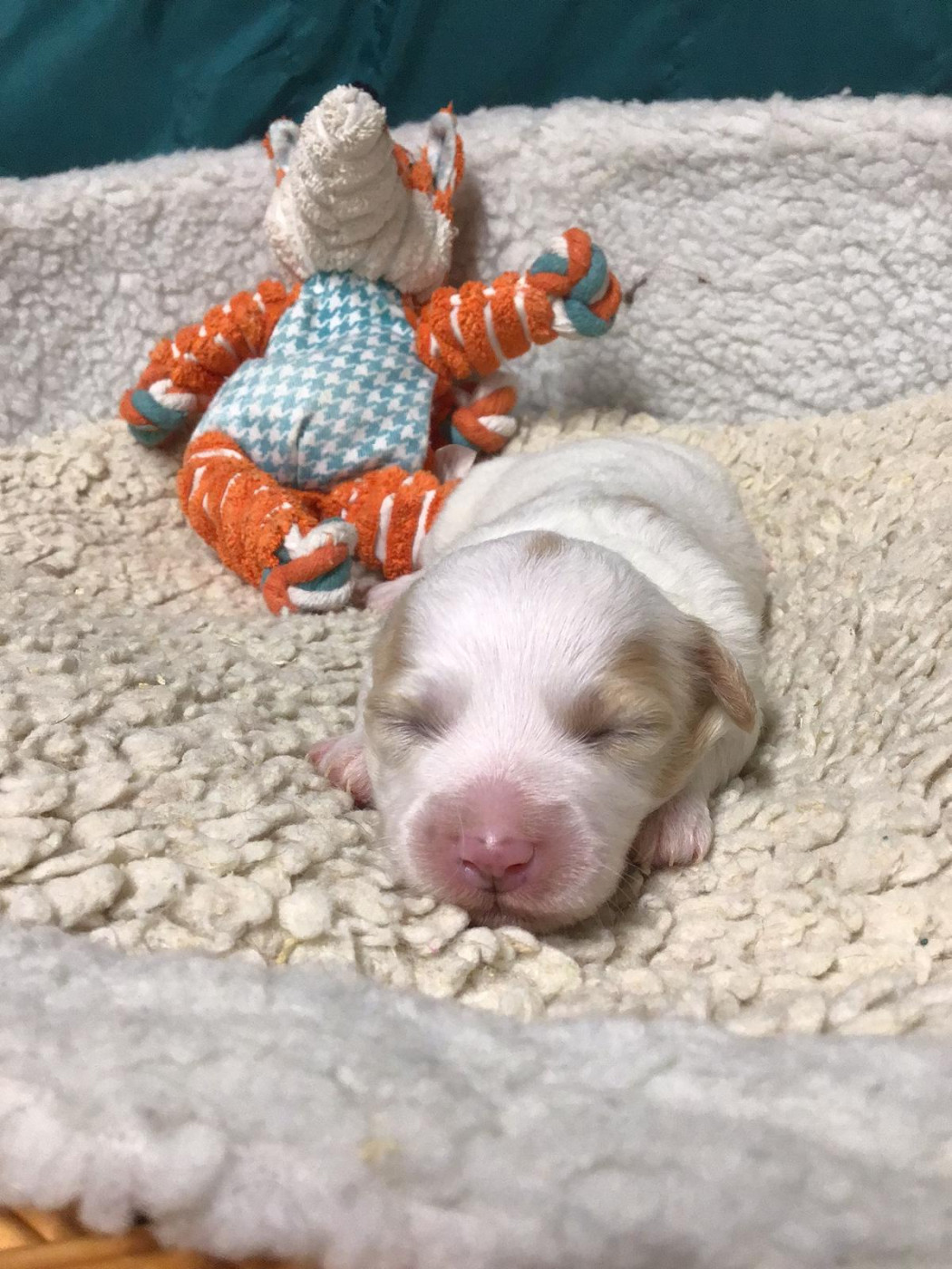 Des Sentiers du Perche - Chiots disponibles - Coton de Tulear