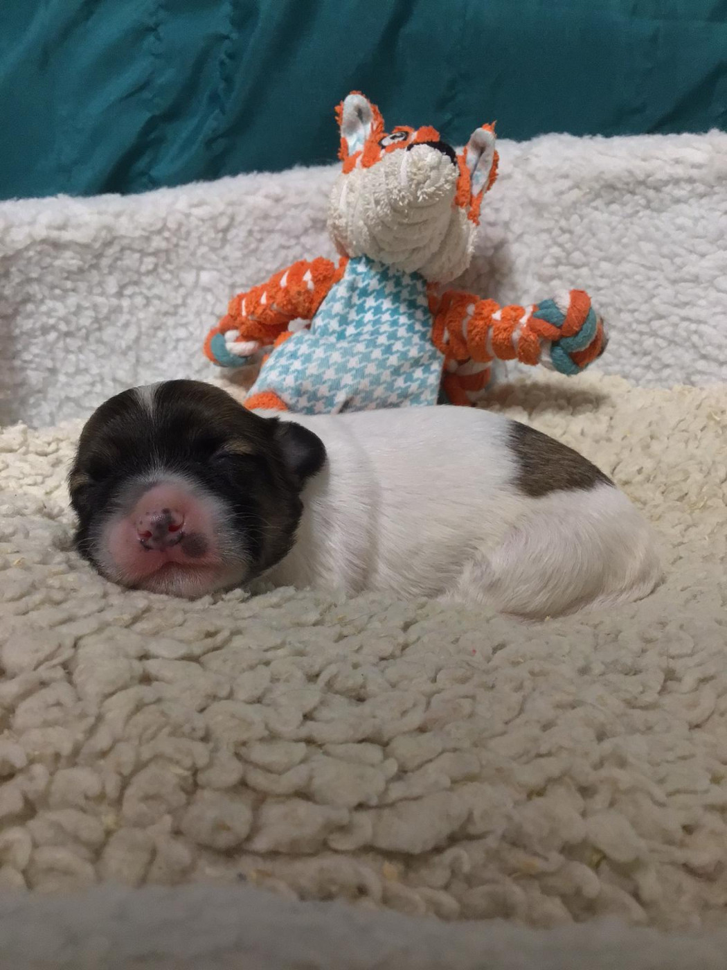 Des Sentiers du Perche - Chiots disponibles - Coton de Tulear