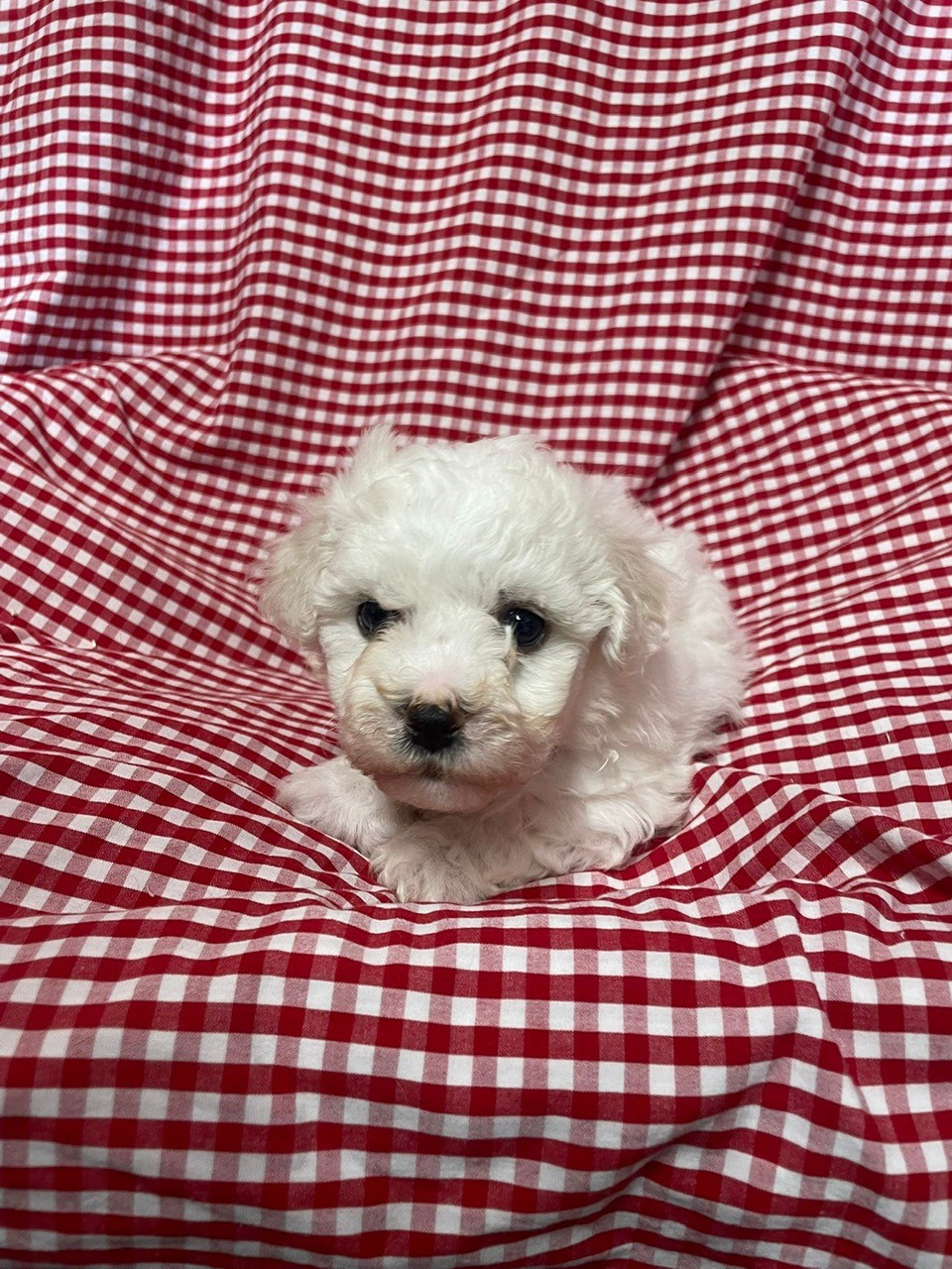 Des Sentiers du Perche - Chiots disponibles - Bichon Frise