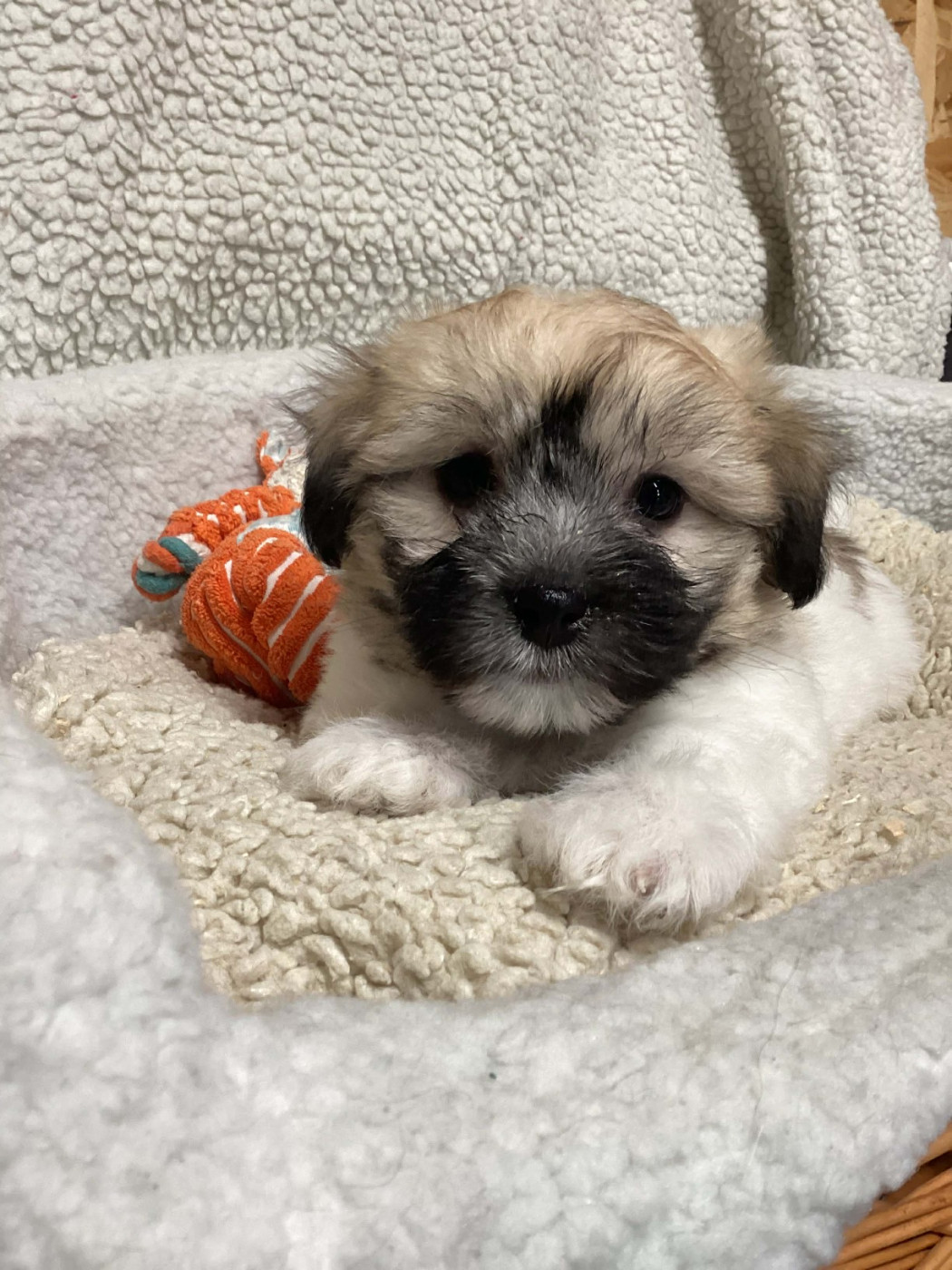 Chiot Coton de Tulear Des Sentiers du Perche