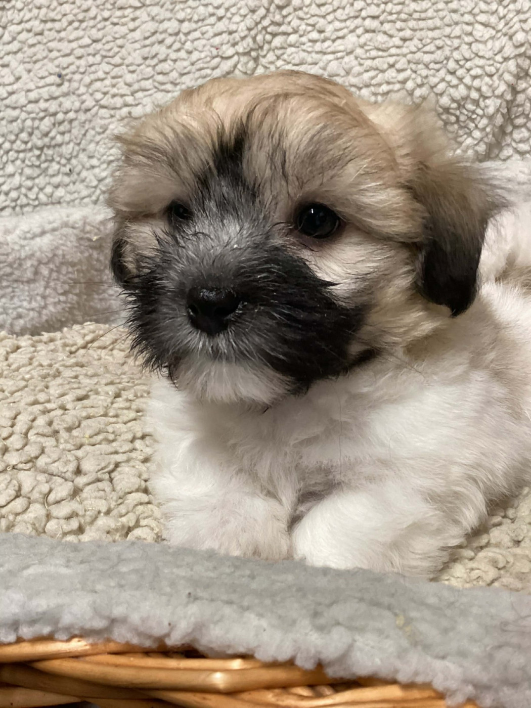 Des Sentiers du Perche - Chiots disponibles - Coton de Tulear