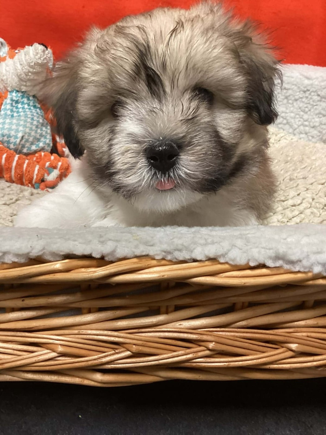 Des Sentiers du Perche - Chiots disponibles - Coton de Tulear
