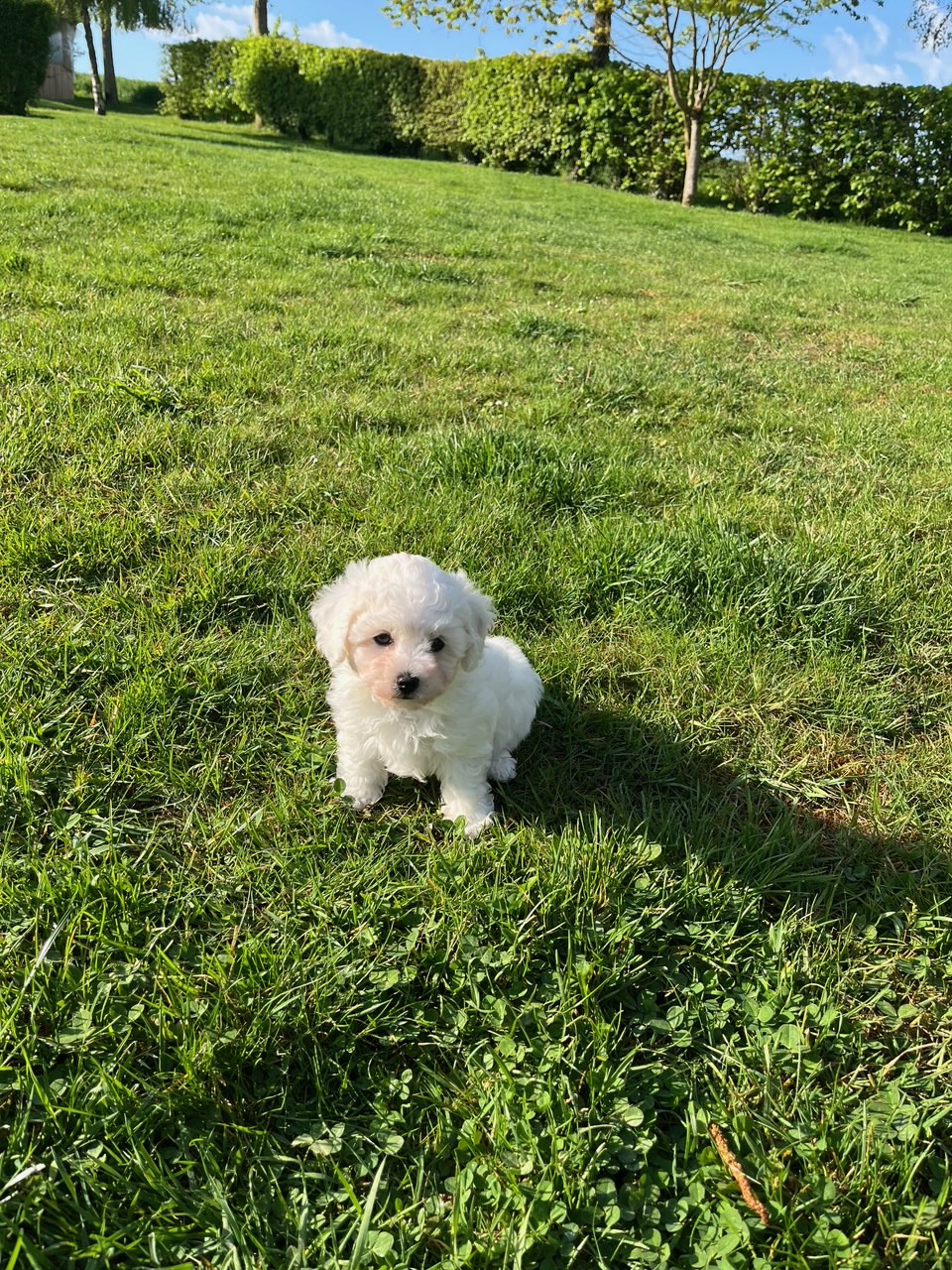 Chiot Bichon Frise Des Sentiers du Perche