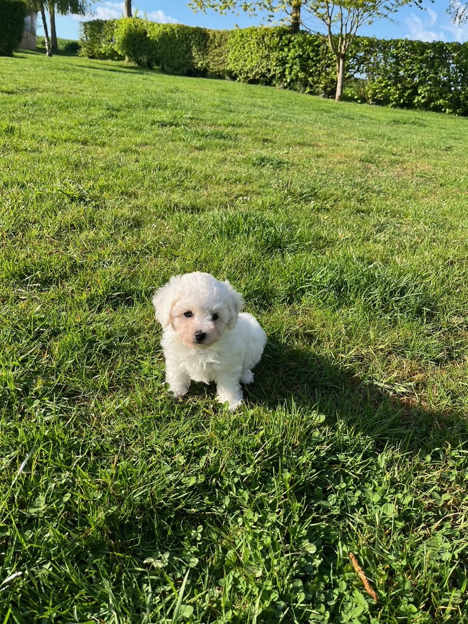 Des Sentiers du Perche - Chiots disponibles - Bichon Frise